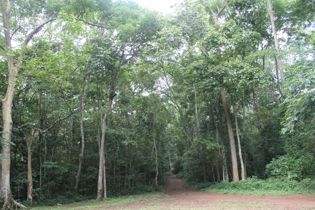 Mabira Forest