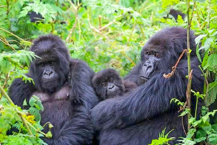 Gorilla trekking