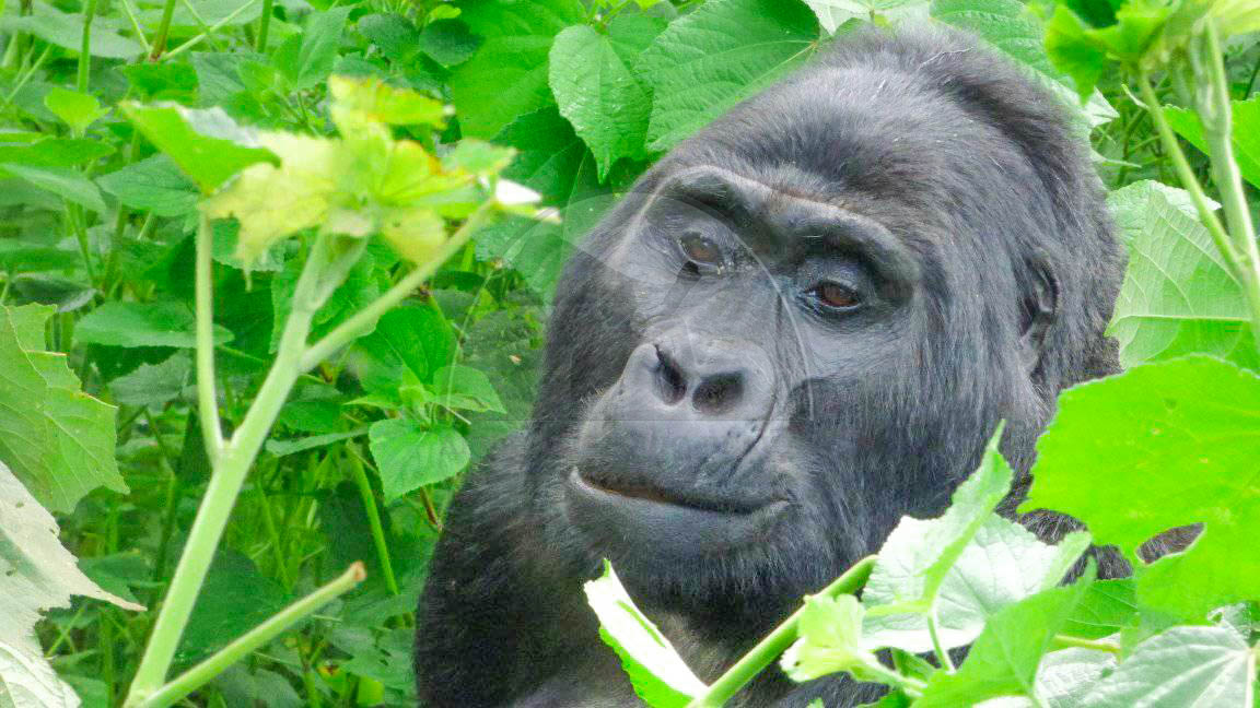 Bwindi Impenetrable National Park