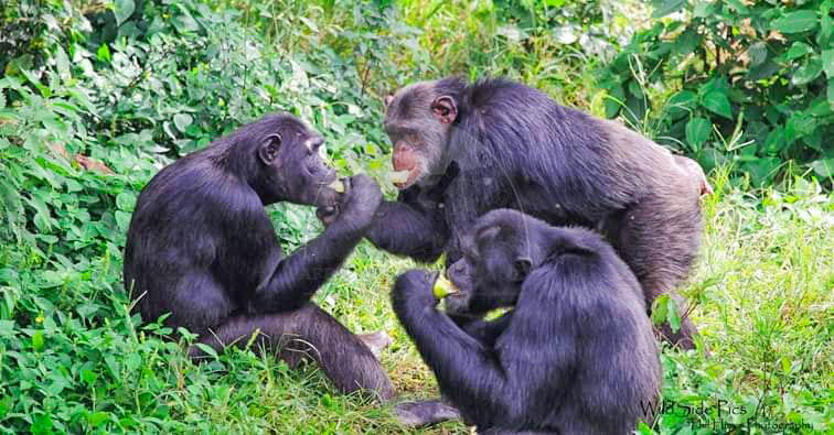 Kibale Forest National Park