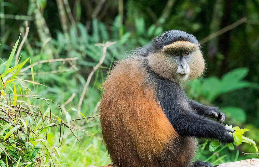 Mgahinga Gorilla National Park