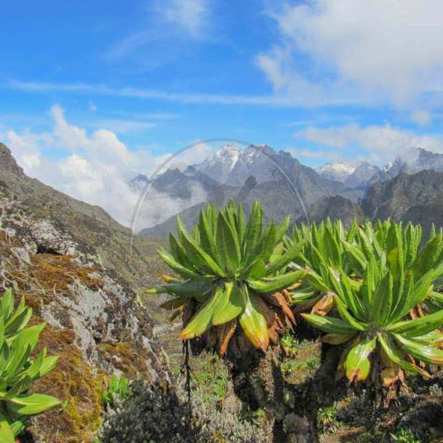 Rwenzori Mountains National Park