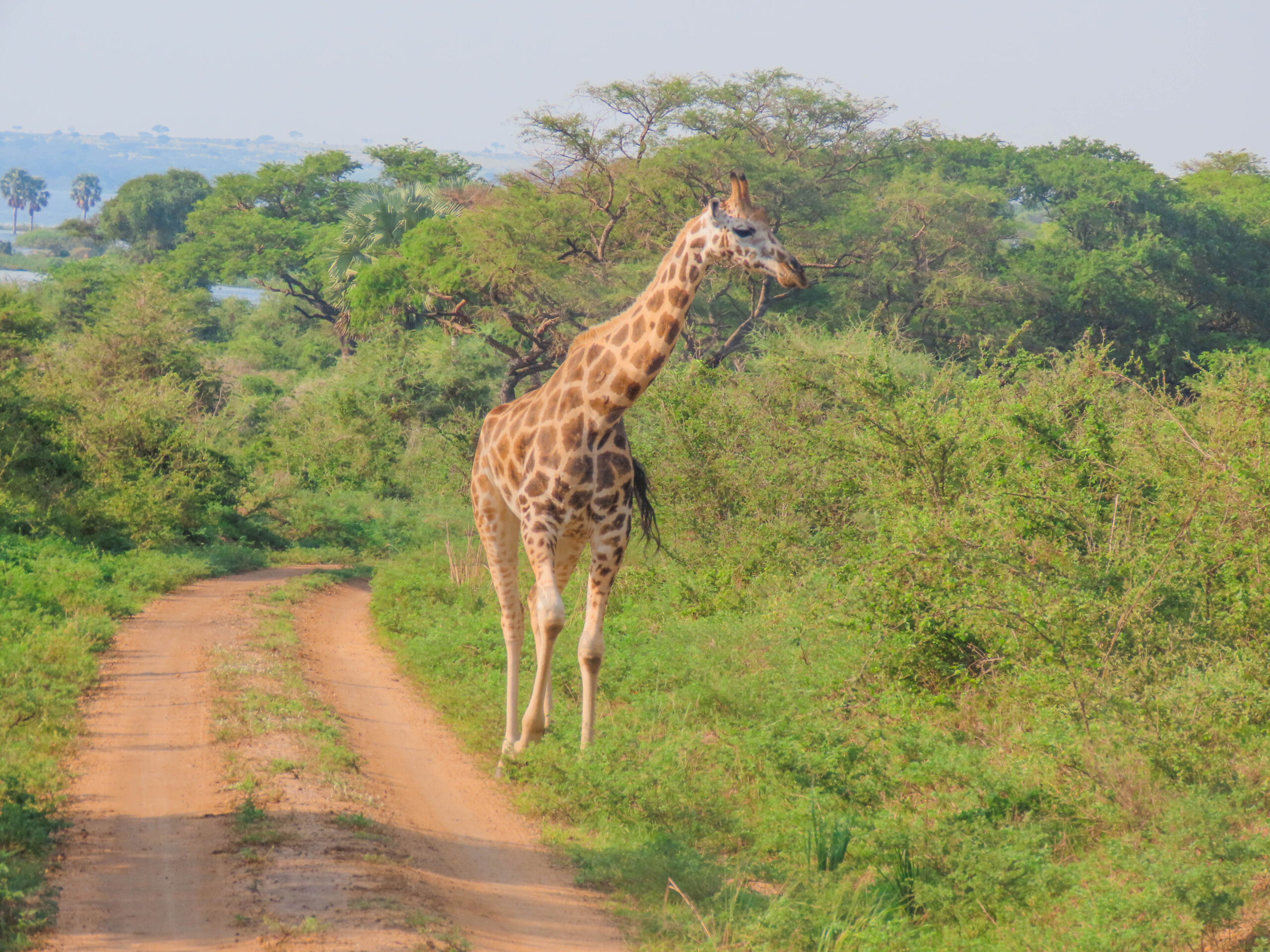 Kidepo Valley National Park