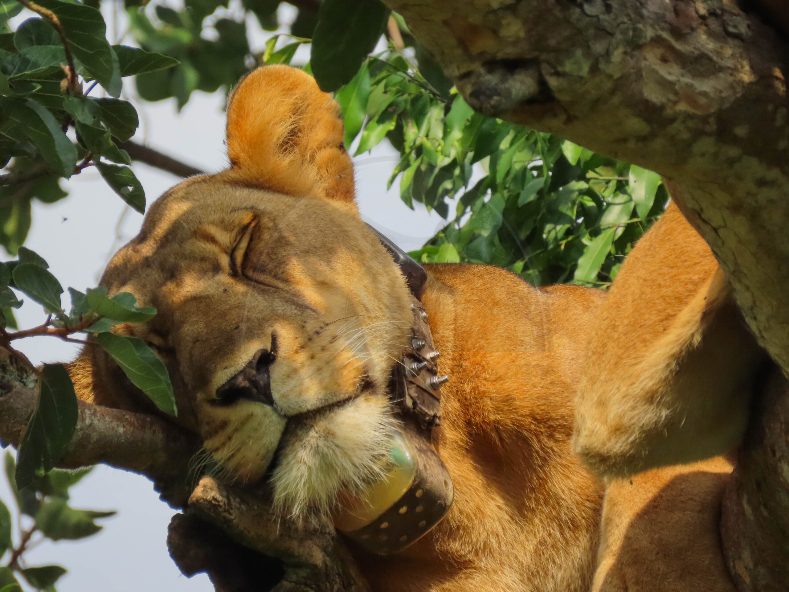 Queen Elizabeth National Park