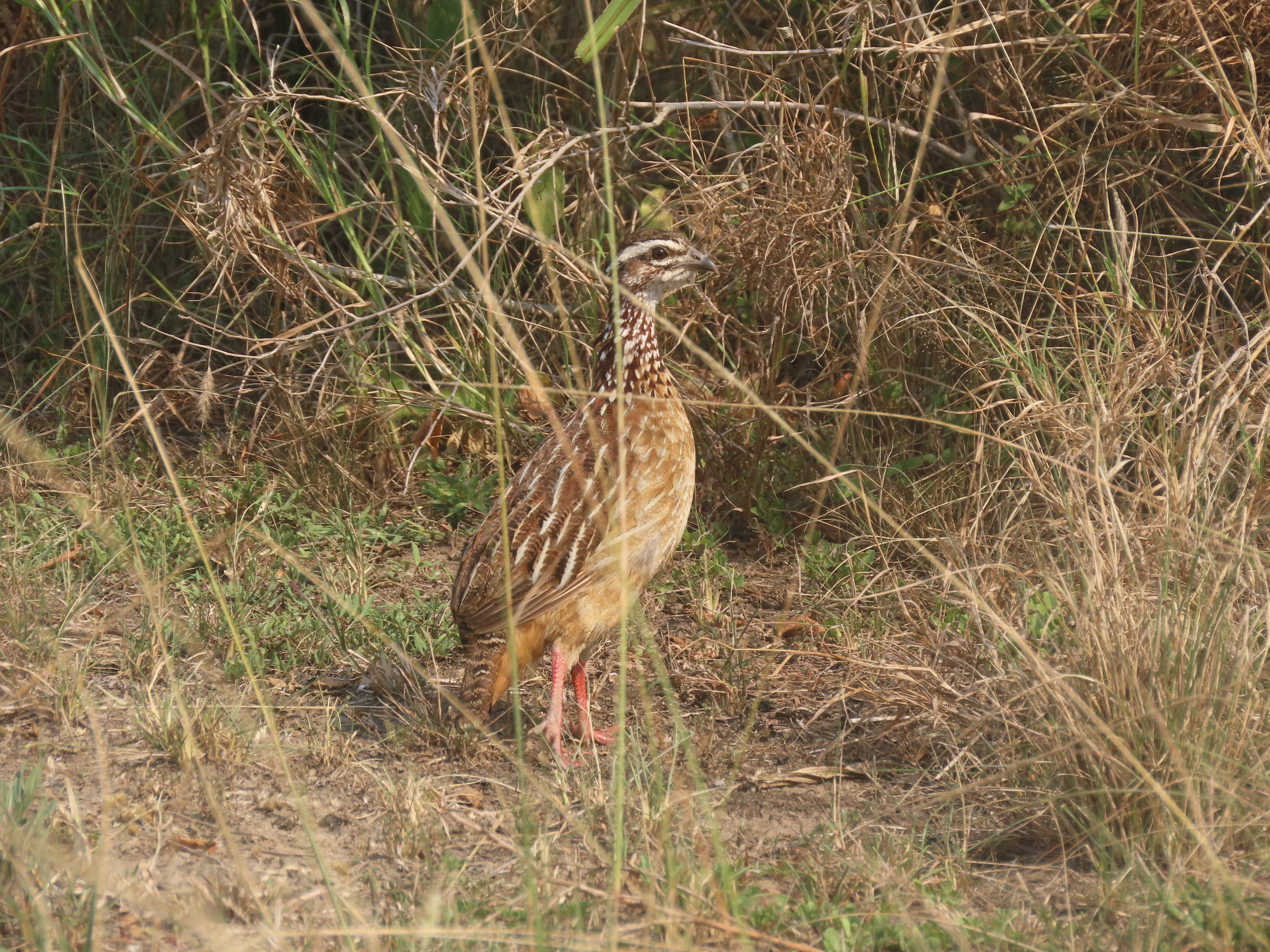 Crested-Francolin