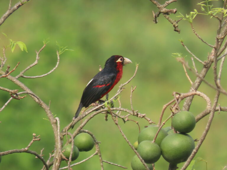 Double-toothed-Barbet