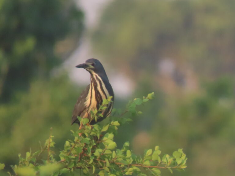 Dwarf-Bittern