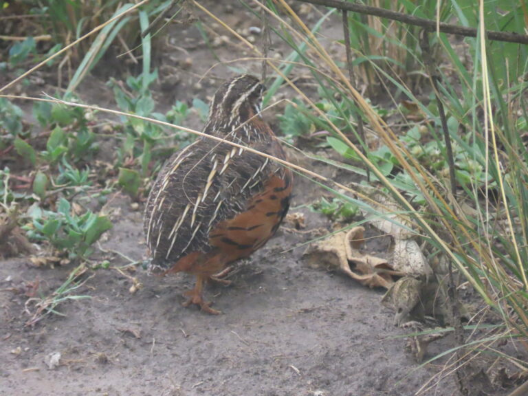 Harlequin-Quail