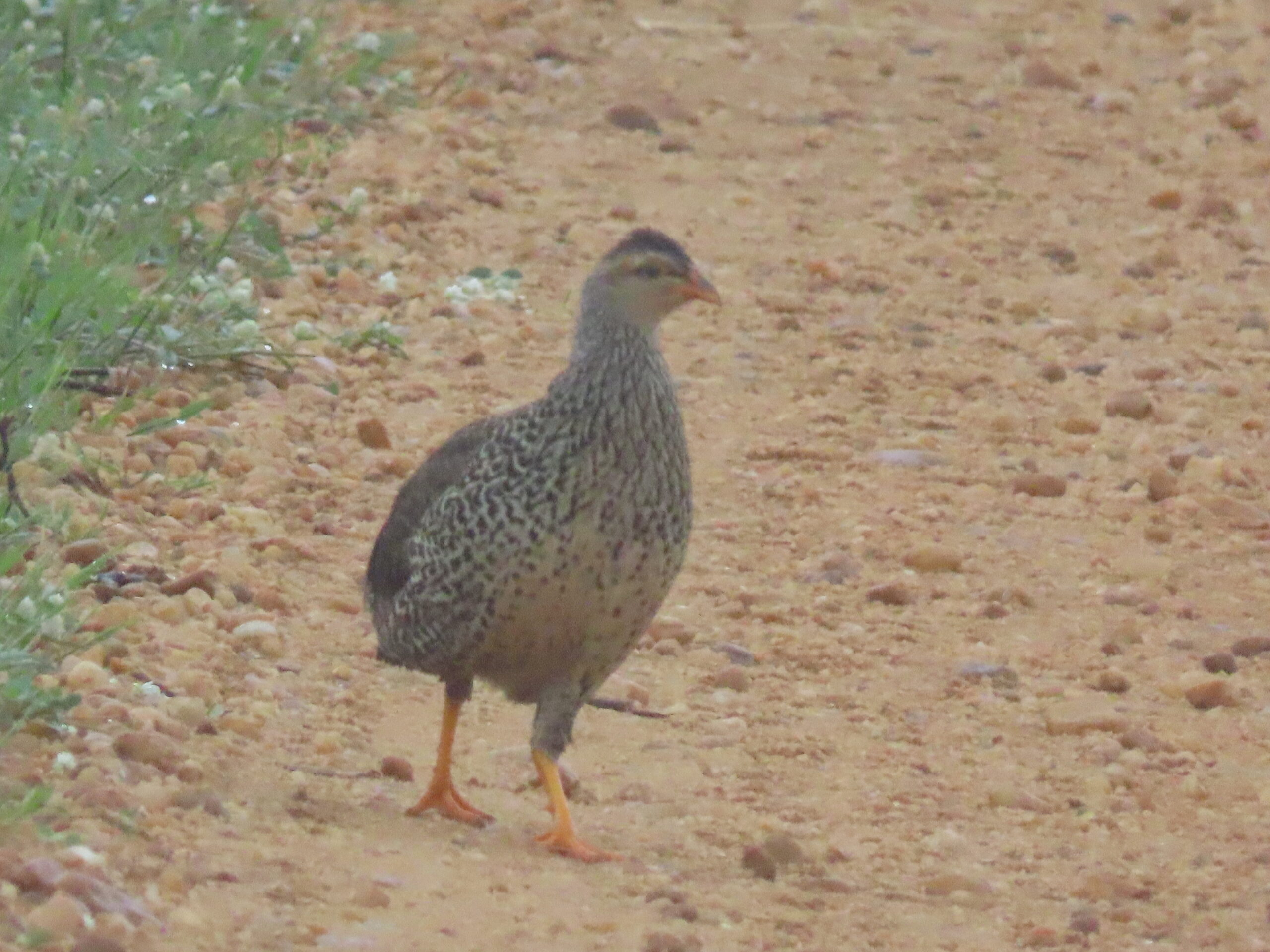 Heuglins-Spurfowl-1