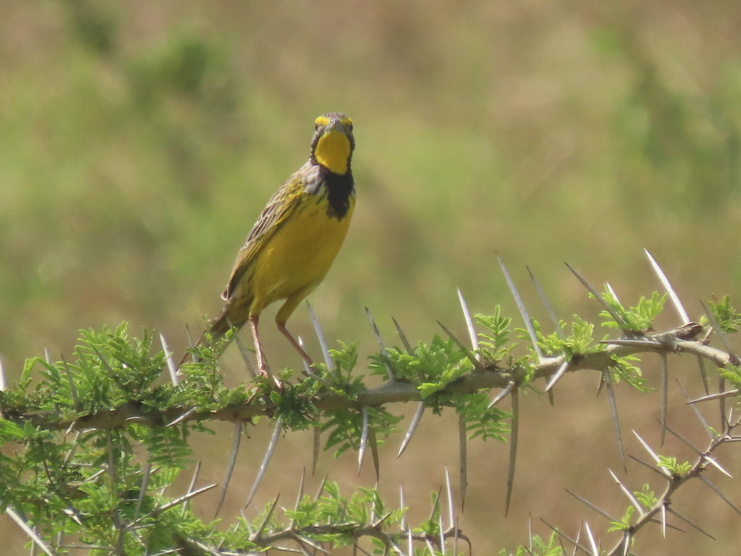 Queen Elizabeth National Park