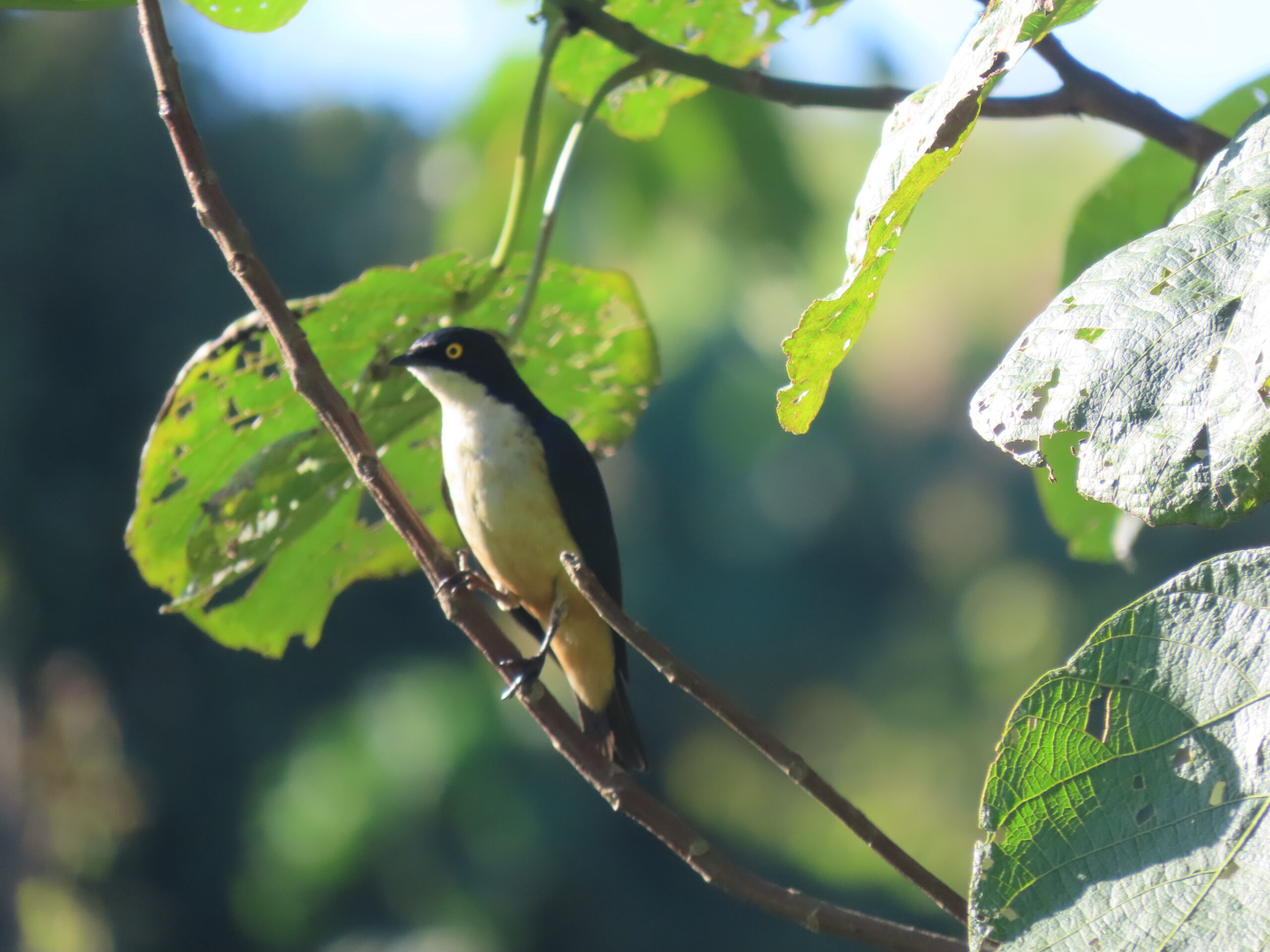 Sharpes-Starling-1