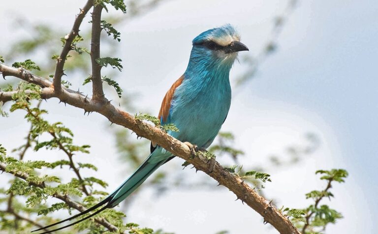 African Scenic Kidepo Valley Birding