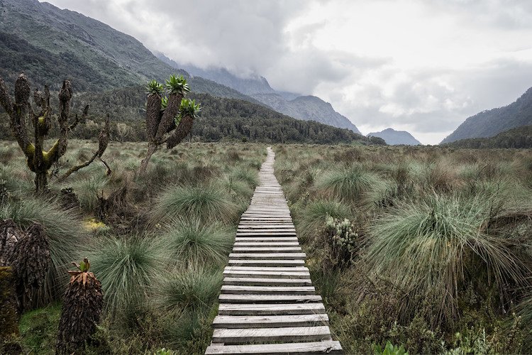 The_Rwenzori_Mountains_ African Scenic