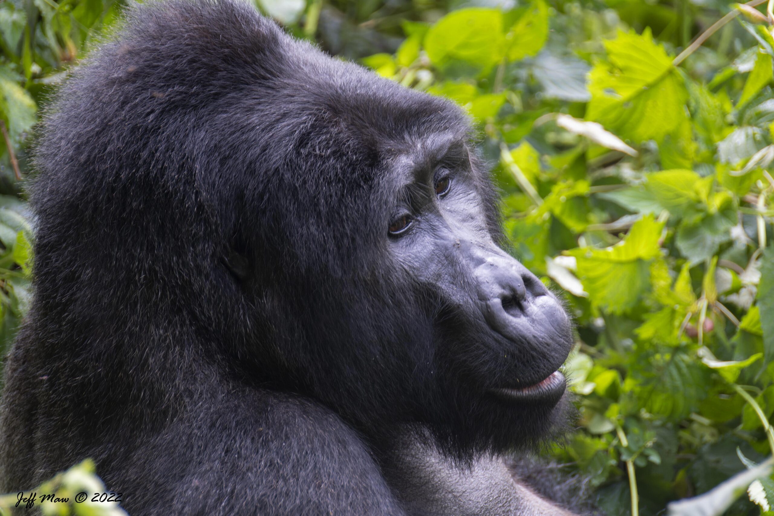 Gorilla trekking african scenic